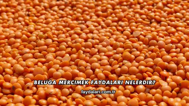Beluga Mercimek Faydaları Nelerdir?