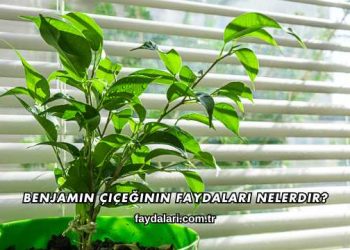 Benjamin Çiçeğinin Faydaları Nelerdir?