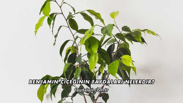 Benjamin Çiçeğinin Faydaları Nelerdir?