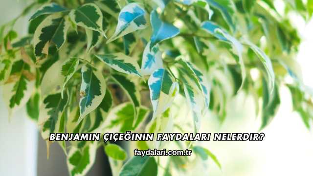 Benjamin Çiçeğinin Faydaları Nelerdir?
