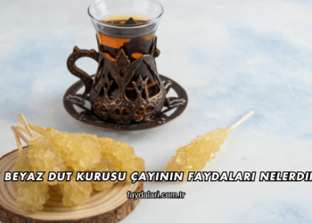 Beyaz Dut Kurusu Çayının Faydaları Nelerdir?