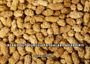 Beyaz Dut Kurusu Faydaları Nelerdir?
