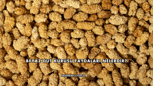 Beyaz Dut Kurusu Faydaları Nelerdir?