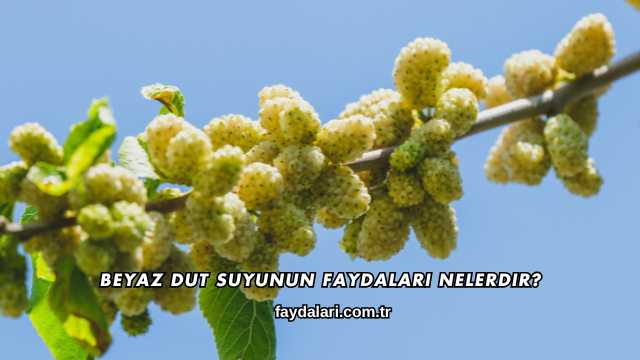 Beyaz Dut Suyunun Faydaları Nelerdir?