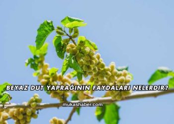 Beyaz Dut Yaprağının Faydaları Nelerdir?
