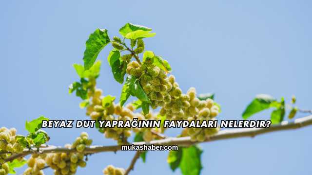Beyaz Dut Yaprağının Faydaları Nelerdir?