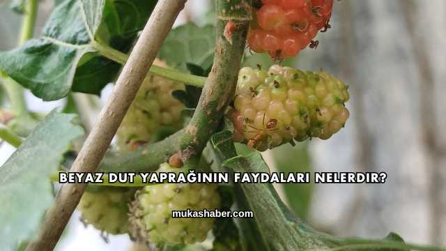 Beyaz Dut Yaprağının Faydaları Nelerdir?