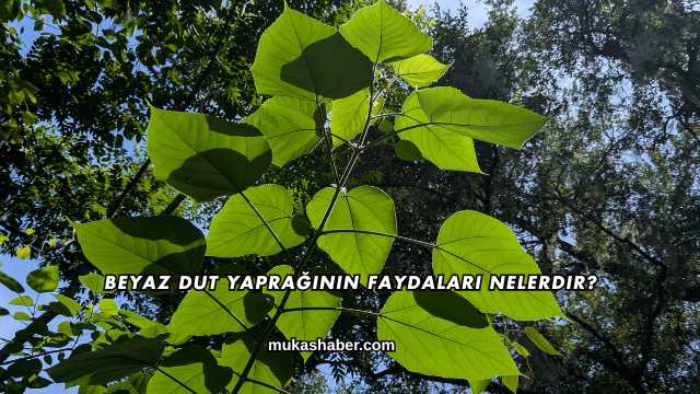 Beyaz Dut Yaprağının Faydaları Nelerdir?