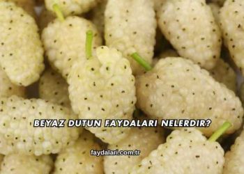 Beyaz Dutun Faydaları Nelerdir?