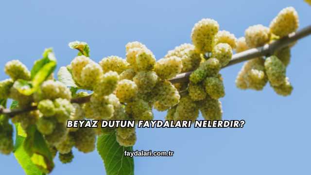 Beyaz Dutun Faydaları Nelerdir?