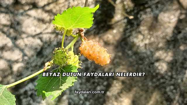 Beyaz Dutun Faydaları Nelerdir?