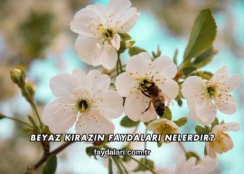 Beyaz Kirazın Faydaları Nelerdir?