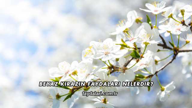 Beyaz Kirazın Faydaları Nelerdir?