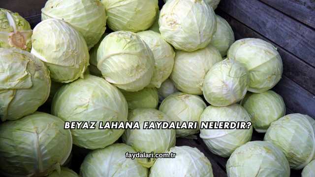 Beyaz Lahana Faydaları Nelerdir?