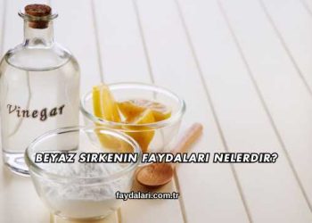 Beyaz Sirkenin Faydaları Nelerdir?