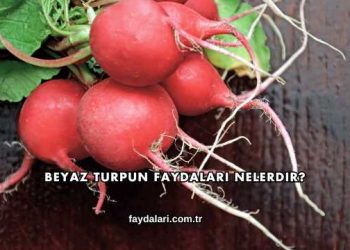 Beyaz Turpun Faydaları Nelerdir?