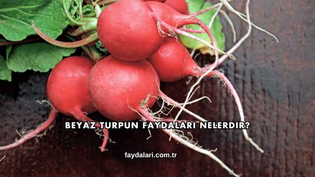 Beyaz Turpun Faydaları Nelerdir?