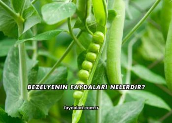 Bezelyenin Faydaları Nelerdir?