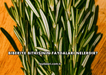 Biberiye Bitkisinin Faydaları Nelerdir?