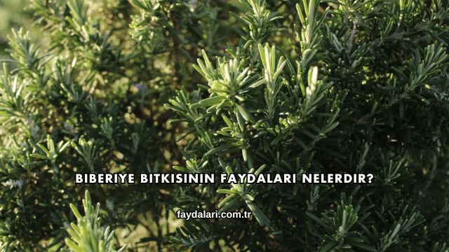 Biberiye Bitkisinin Faydaları Nelerdir?