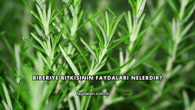 Biberiye Bitkisinin Faydaları Nelerdir?