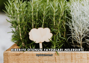Biberiye Otunun Faydaları Nelerdir?