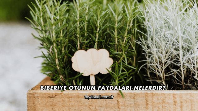 Biberiye Otunun Faydaları Nelerdir?