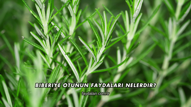 Biberiye Otunun Faydaları Nelerdir?