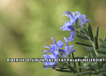 Biberiye Otunun Saça Faydaları Nelerdir?