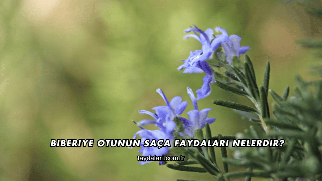 Biberiye Otunun Saça Faydaları Nelerdir?