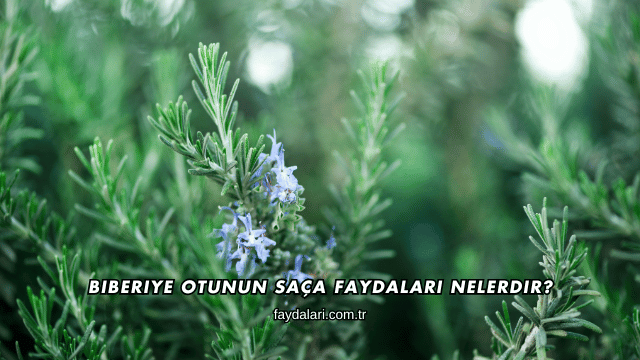 Biberiye Otunun Saça Faydaları Nelerdir?