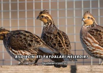 Bıldırcın Eti Faydaları Nelerdir?