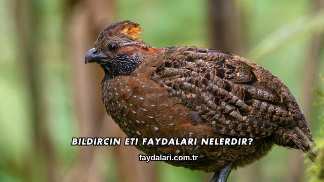 Bıldırcın Eti Faydaları Nelerdir?