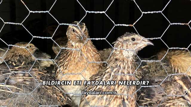 Bıldırcın Eti Faydaları Nelerdir?