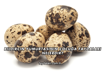 Bıldırcın Yumurtasının Çocuğa Faydaları Nelerdir?