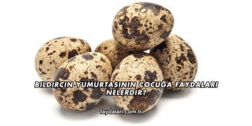 Bıldırcın Yumurtasının Çocuğa Faydaları Nelerdir?