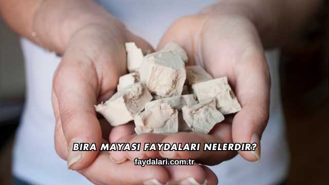 Bira Mayası Faydaları Nelerdir?