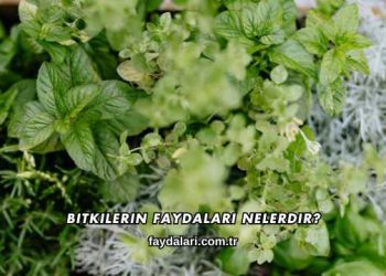Bitkilerin Faydaları Nelerdir?