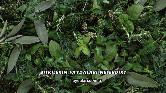 Bitkilerin Faydaları Nelerdir?