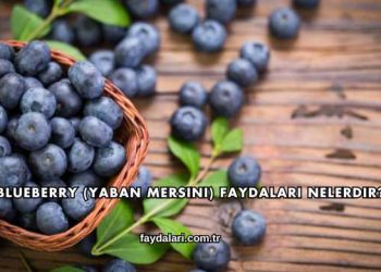 Blueberry (Yaban Mersini) Faydaları Nelerdir?
