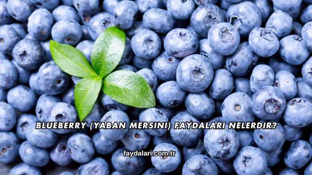 Blueberry (Yaban Mersini) Faydaları Nelerdir?