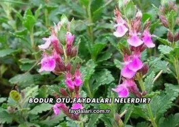 Bodur Otu Faydaları Nelerdir?