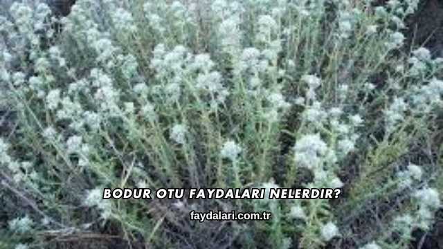 Bodur Otu Faydaları Nelerdir?