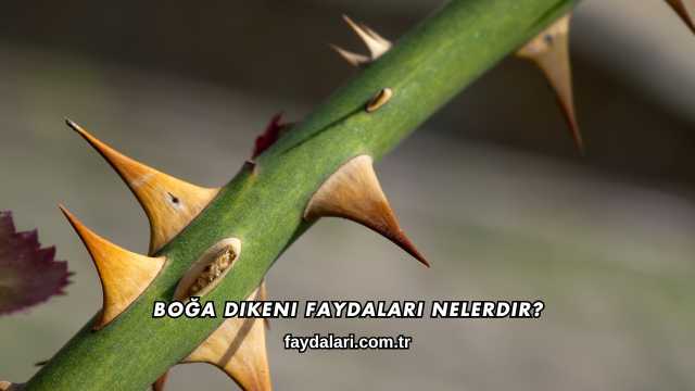 Boğa Dikeni Faydaları Nelerdir?