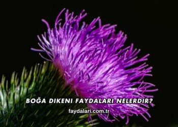 Boğa Dikeni Faydaları Nelerdir?