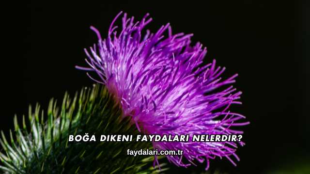 Boğa Dikeni Faydaları Nelerdir?