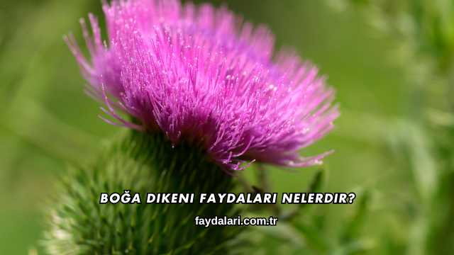 Boğa Dikeni Faydaları Nelerdir?