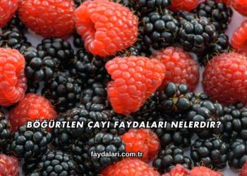 Böğürtlen Çayı Faydaları Nelerdir?