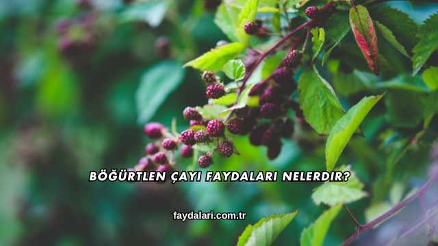 Böğürtlen Çayı Faydaları Nelerdir?