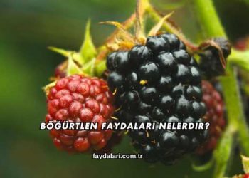 Böğürtlen Faydaları Nelerdir?